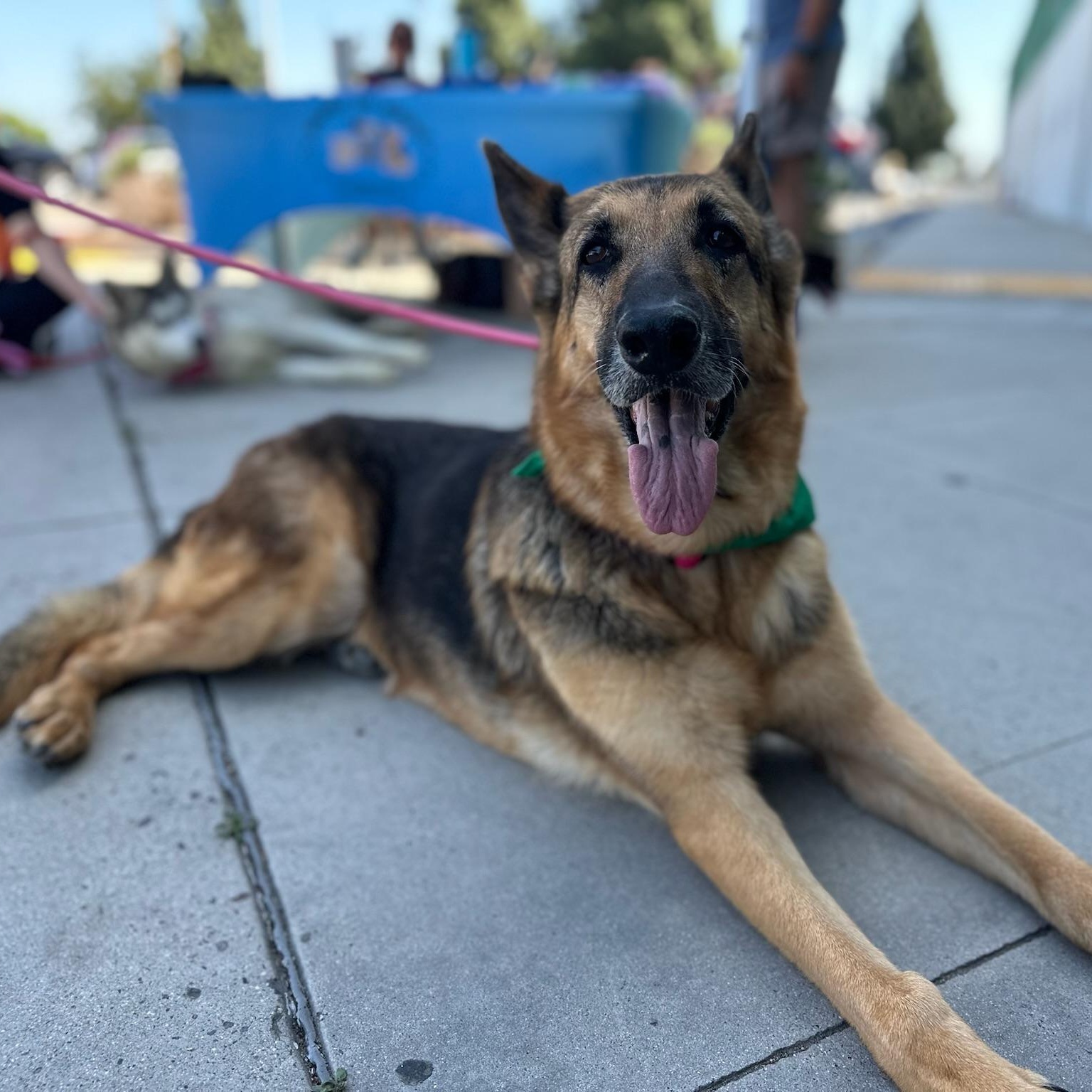 Enlarge Dottie, a Adoptable German Shepherd Dog in Newport Beach, CA image 2/6