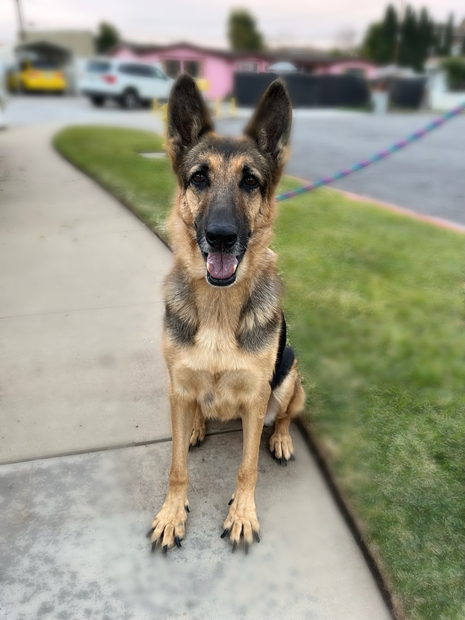 Enlarge Dottie, a Adoptable German Shepherd Dog in Newport Beach, CA image 3/12