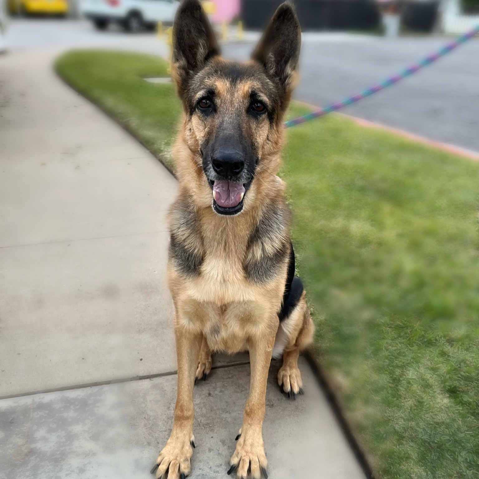 Enlarge Dottie, a Adoptable German Shepherd Dog in Newport Beach, CA image 3/6