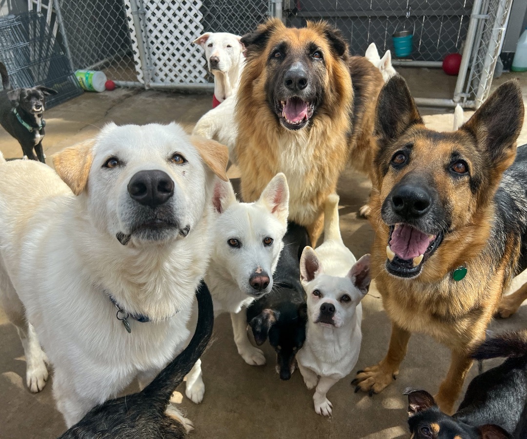 Enlarge Dottie, a Adoptable German Shepherd Dog in Newport Beach, CA image 4/12