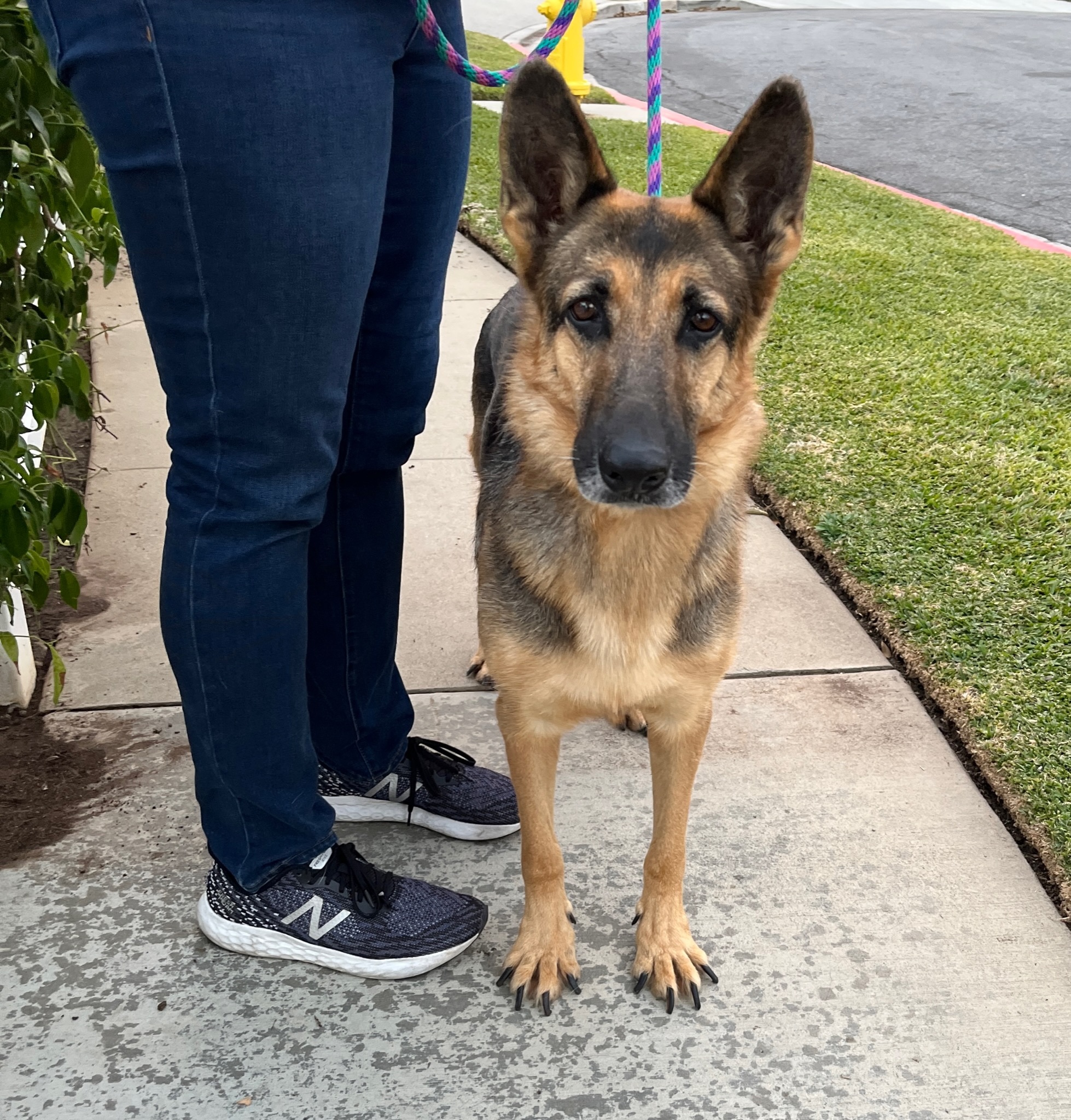 Enlarge Dottie, a Adoptable German Shepherd Dog in Newport Beach, CA image 5/12