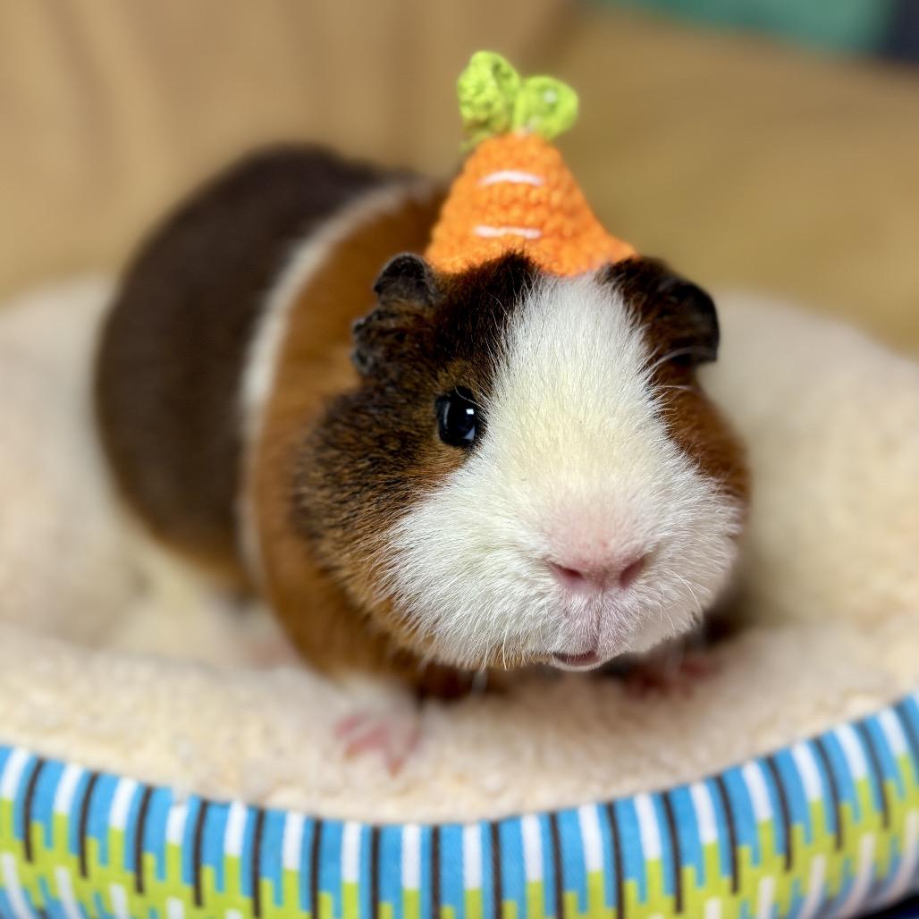 Bear, Adoptable, Young Male Guinea Pig.