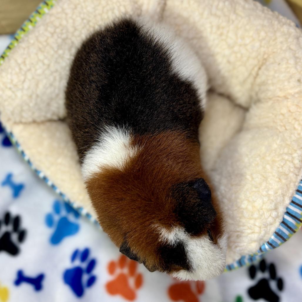 Enlarge Bear, a Adoptable Guinea Pig in Glenwood Springs, CO image 2/4