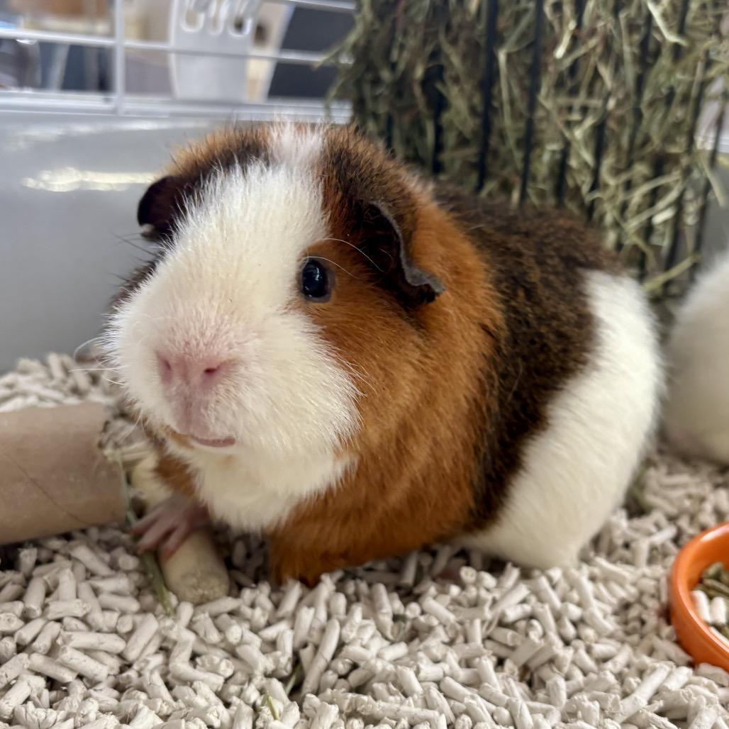 Enlarge Bear, a Adoptable Guinea Pig in Glenwood Springs, CO image 3/4