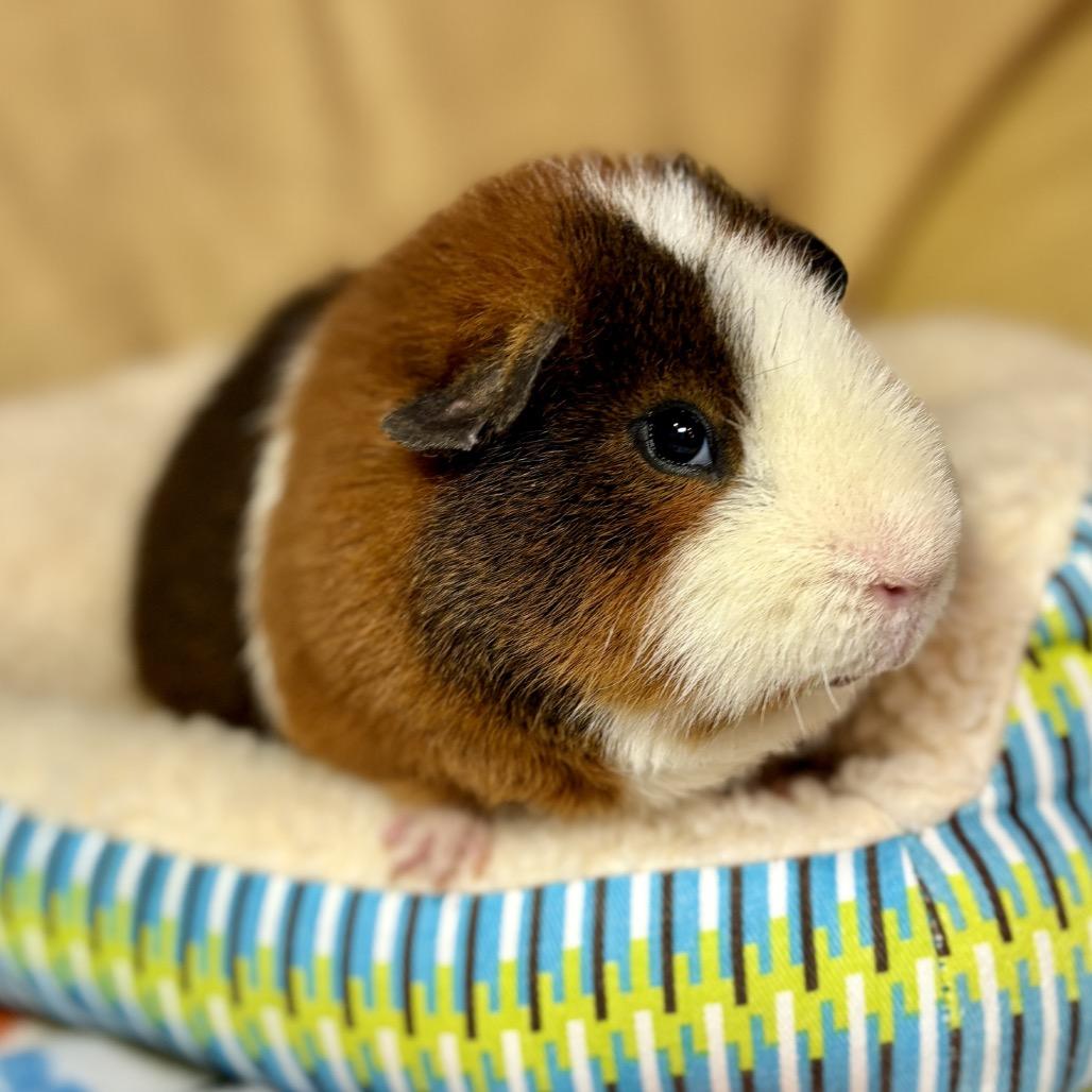 Enlarge Bear, a Adoptable Guinea Pig in Glenwood Springs, CO image 4/4