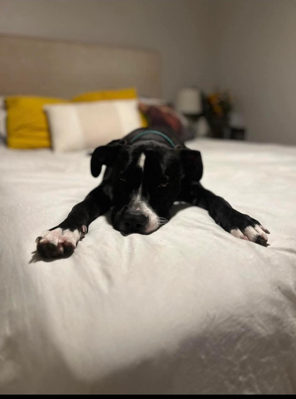 Nicholas, a Adoptable American Staffordshire Terrier in San Diego, CA image 1/3