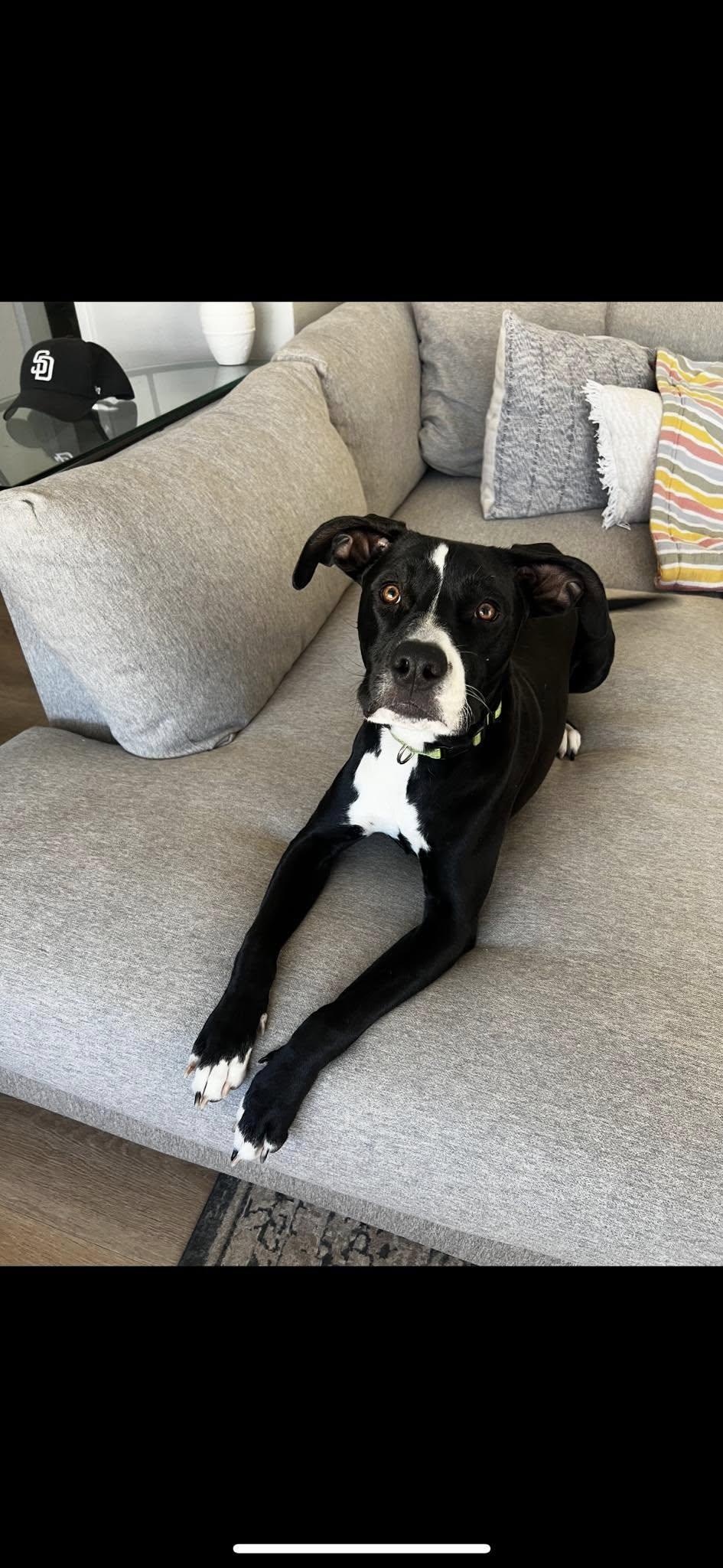 Nicholas, Adoptable, Young Male American Staffordshire Terrier.