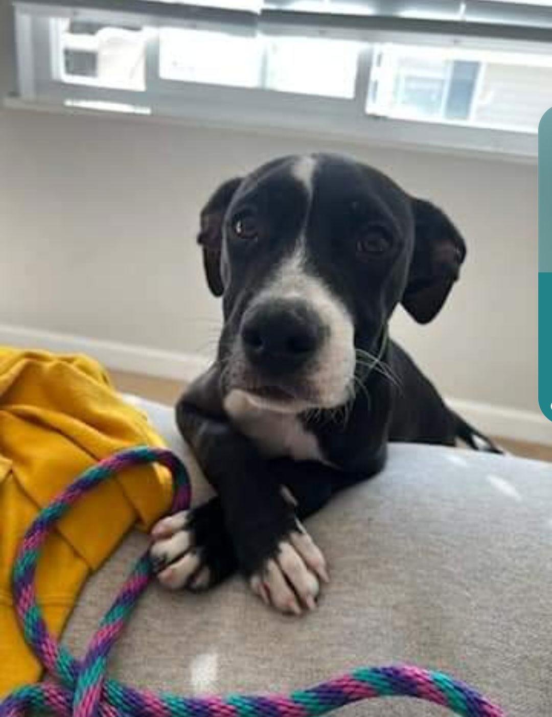 Nicholas, a Adoptable American Staffordshire Terrier in San Diego, CA image 3/3