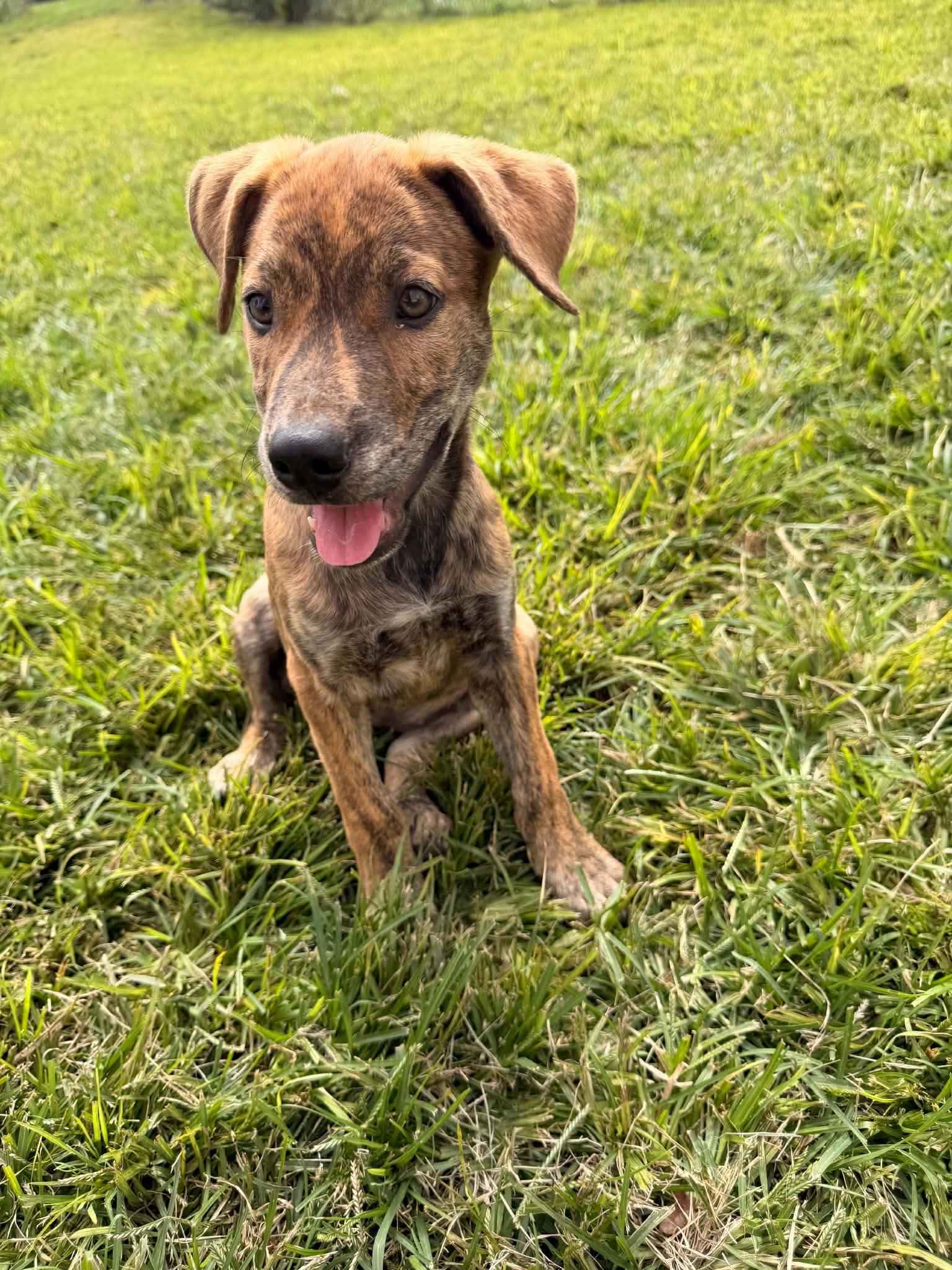 Enlarge Cinnamon, a Adoptable mixed breed in Succasunna, NJ image 3/6