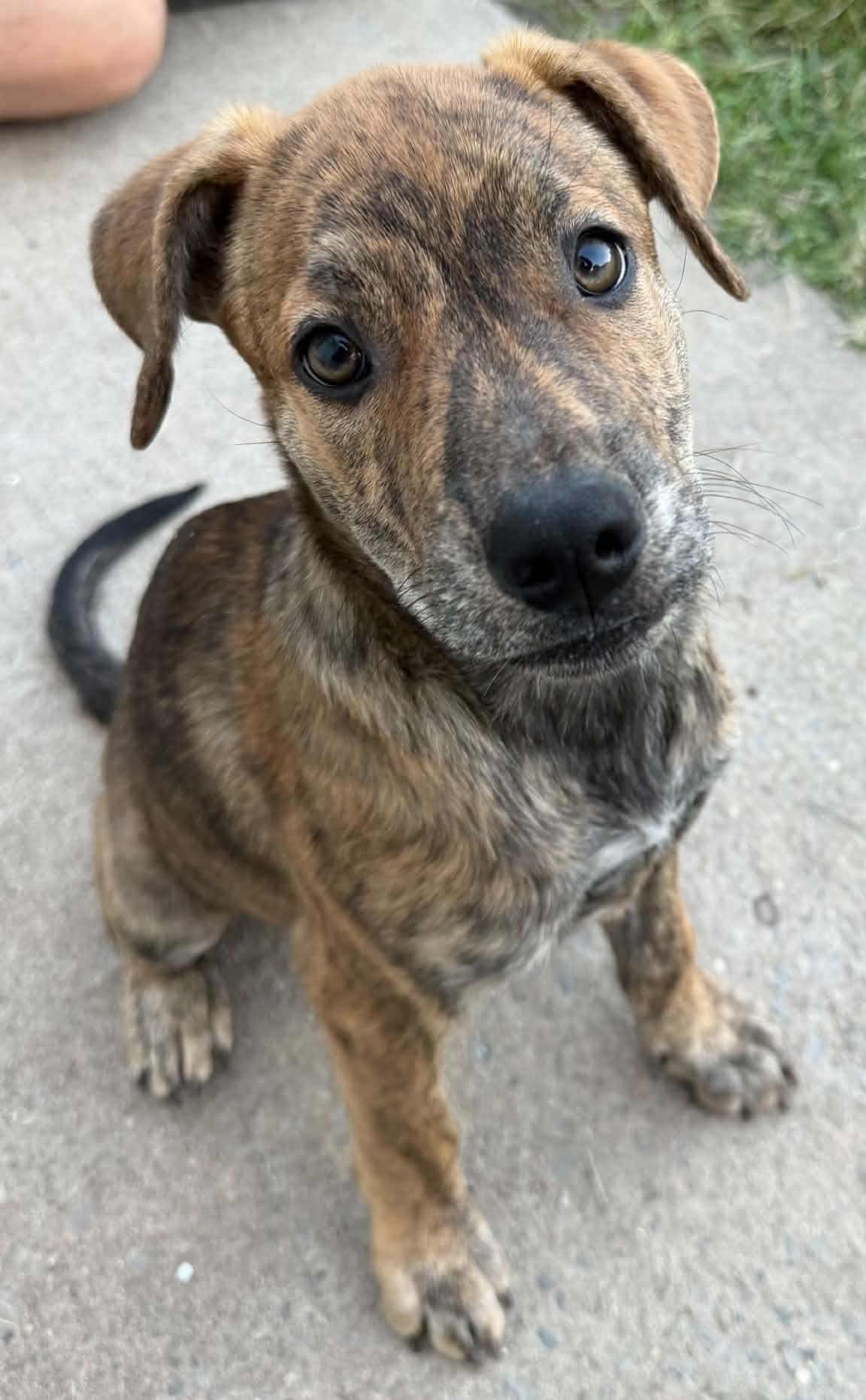 Enlarge Cinnamon, a Adoptable mixed breed in Succasunna, NJ image 2/6
