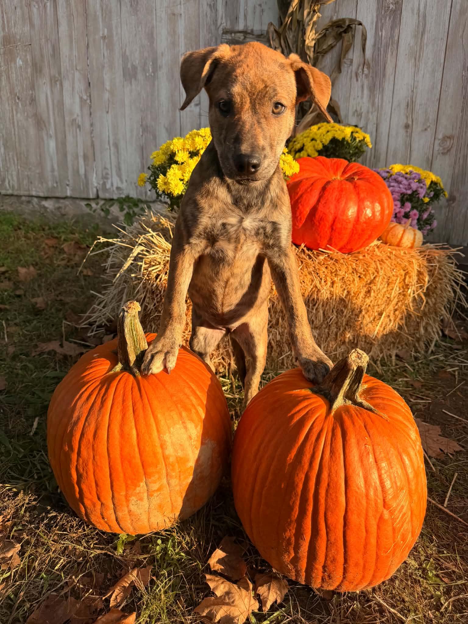Enlarge Cinnamon, a Adoptable mixed breed in Succasunna, NJ image 1/6