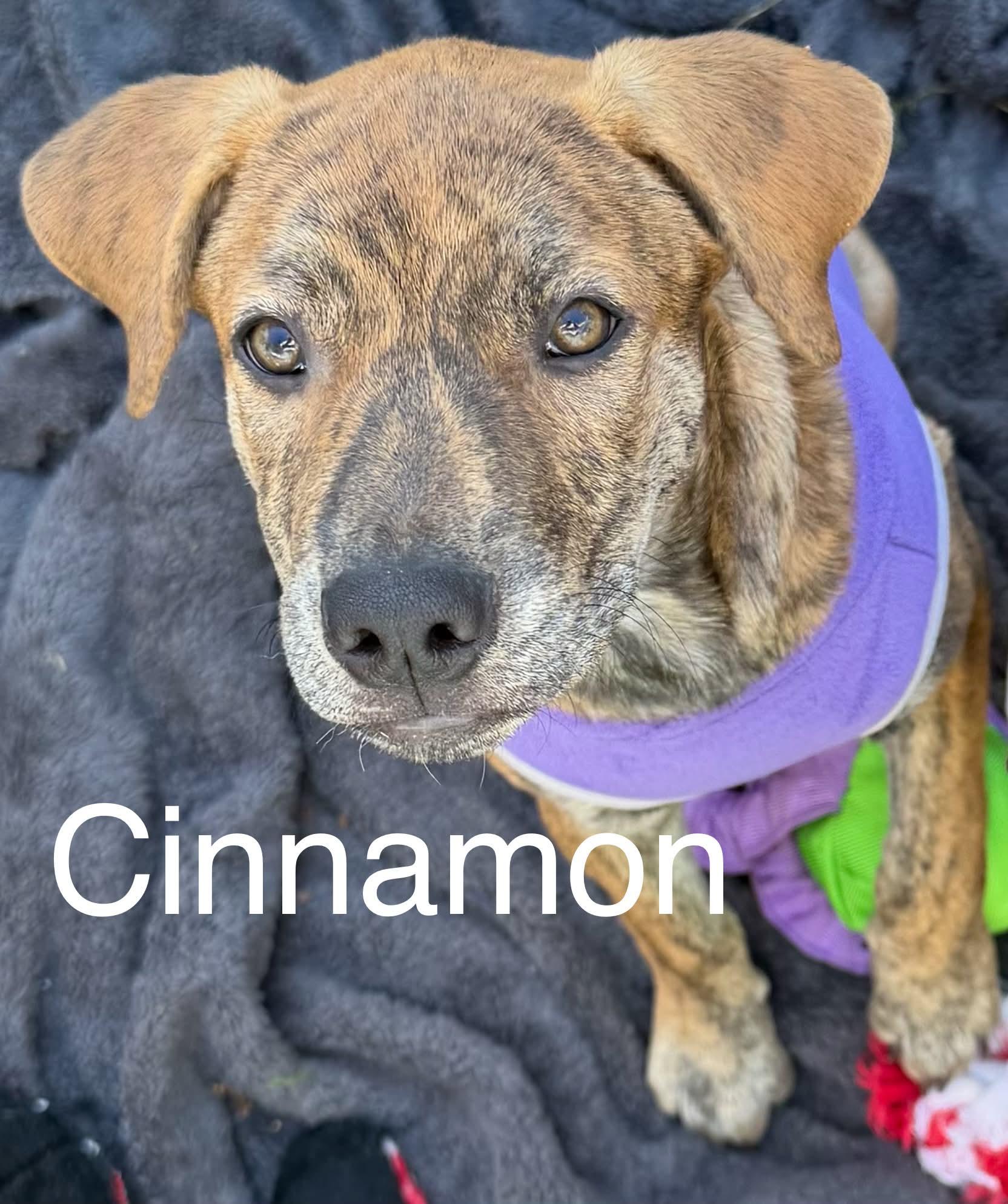 Enlarge Cinnamon, a Adoptable mixed breed in Succasunna, NJ image 6/6