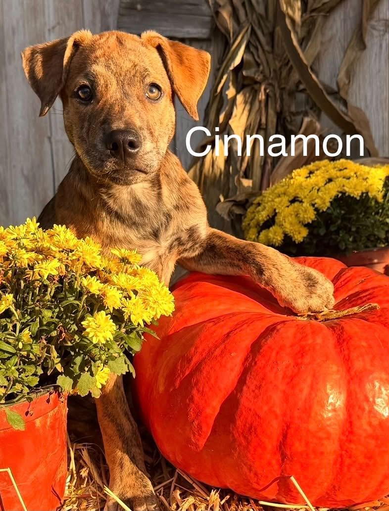 Enlarge Cinnamon, a Adoptable mixed breed in Succasunna, NJ image 5/6