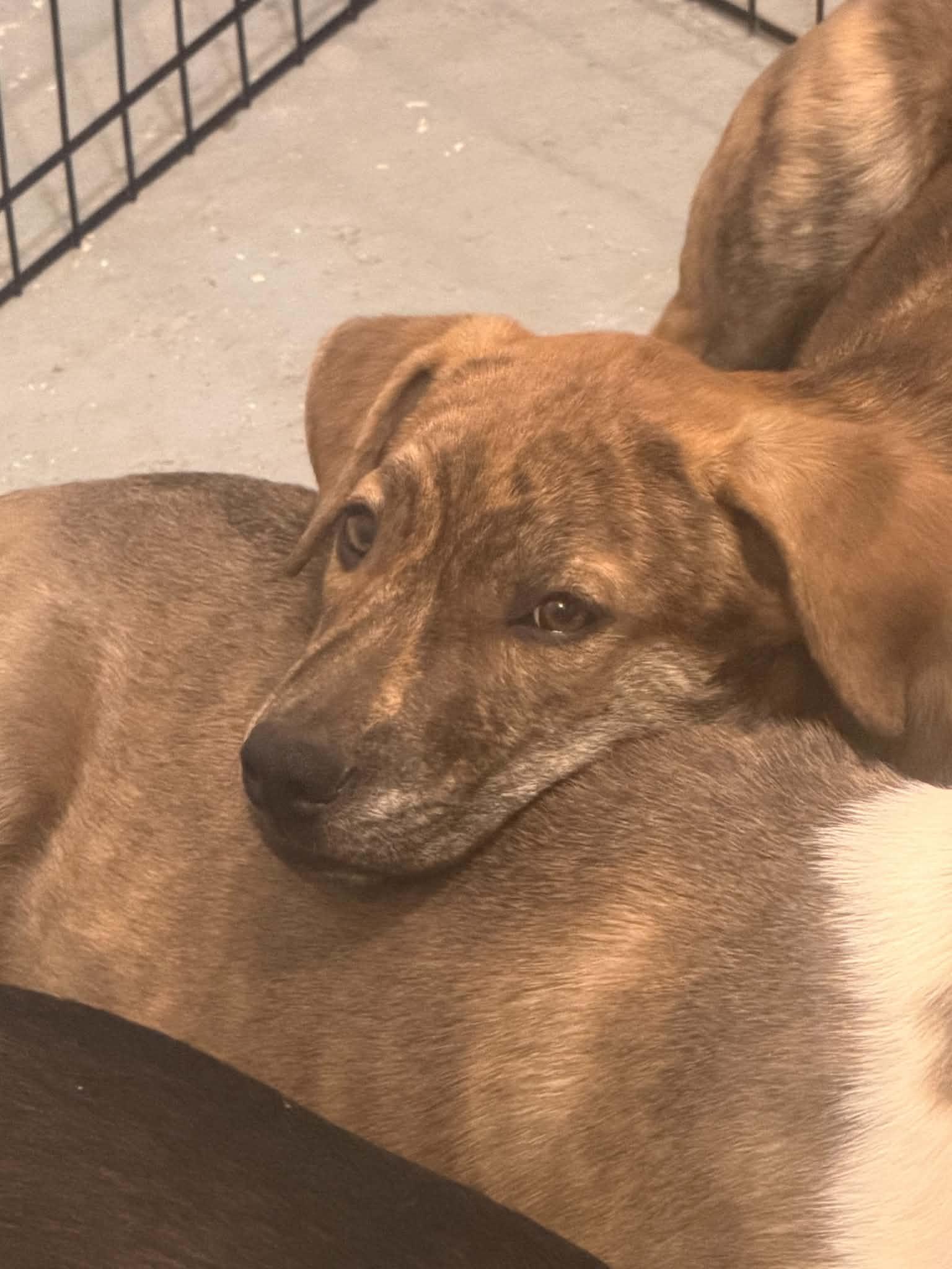 Enlarge Cinnamon, a Adoptable mixed breed in Succasunna, NJ image 4/6