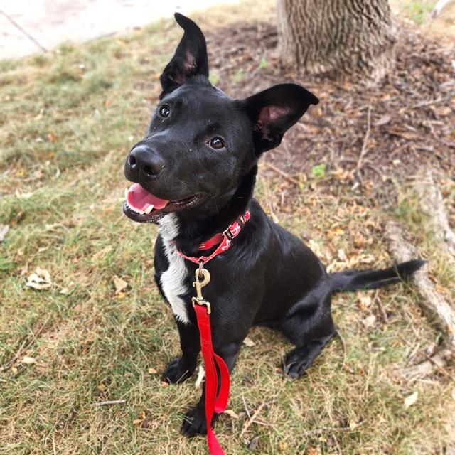 BRADFORD, Adoptable, Young Male Labrador Retriever & Mixed Breed.