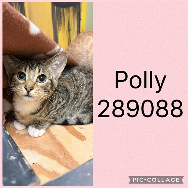 Enlarge POLLY, a Adoptable Domestic Short Hair in Macon, GA image 1/1