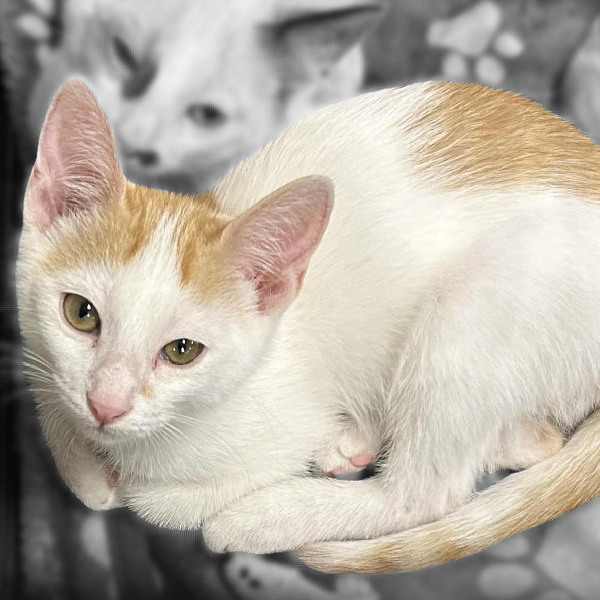 Marco and Polo (BONDED Twins), Baby Male unknown