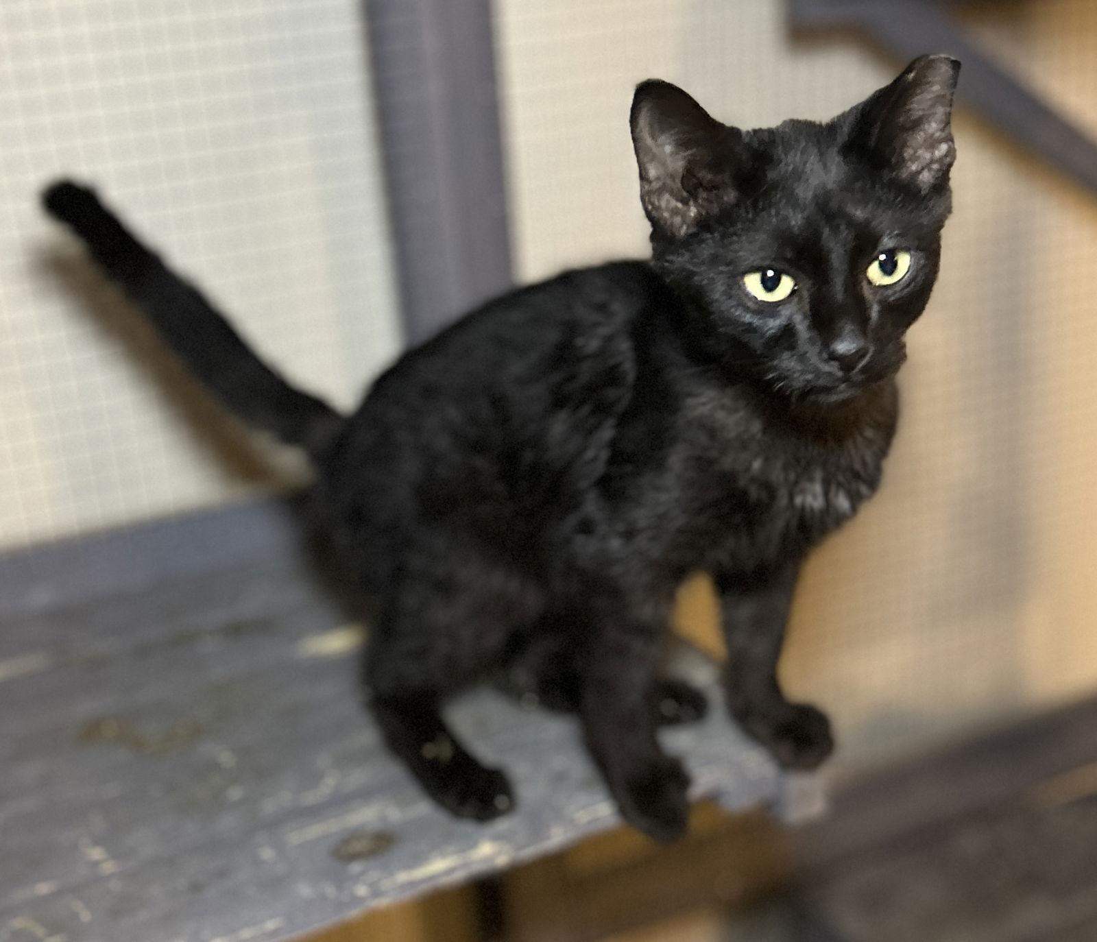 Onyx, a Adoptable Domestic Short Hair in Barnhart, MO image 1/2