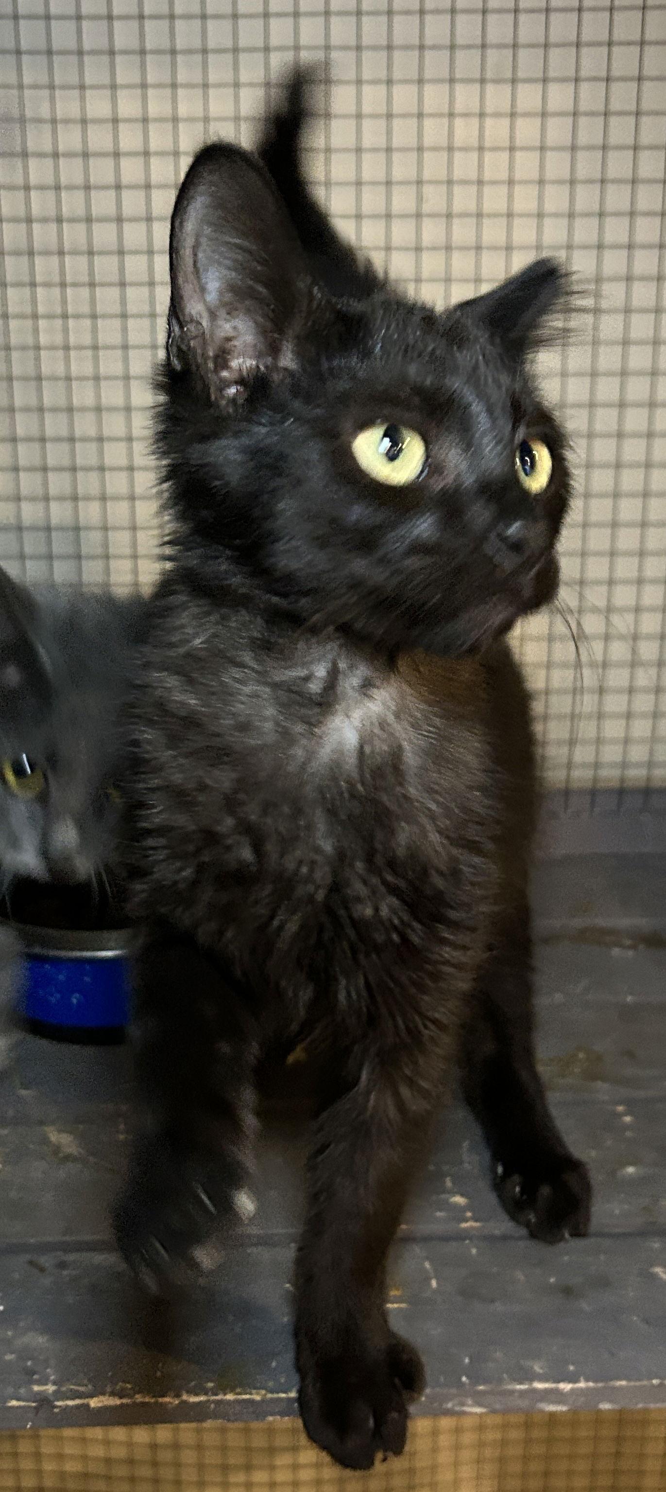 Onyx, a Adoptable Domestic Short Hair in Barnhart, MO image 2/2