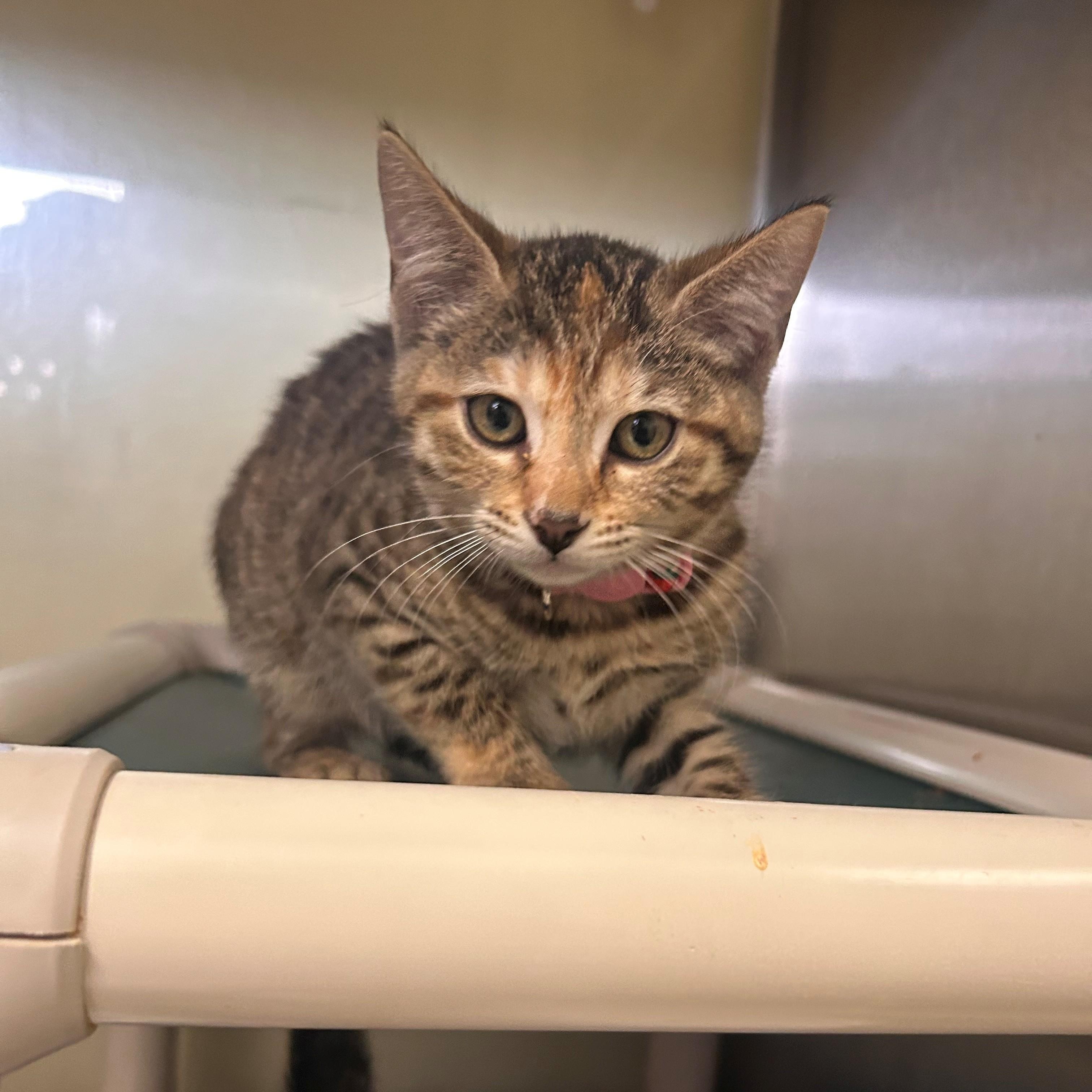 Enlarge Sora, an adopted mixed breed in Margate, FL image 1/1