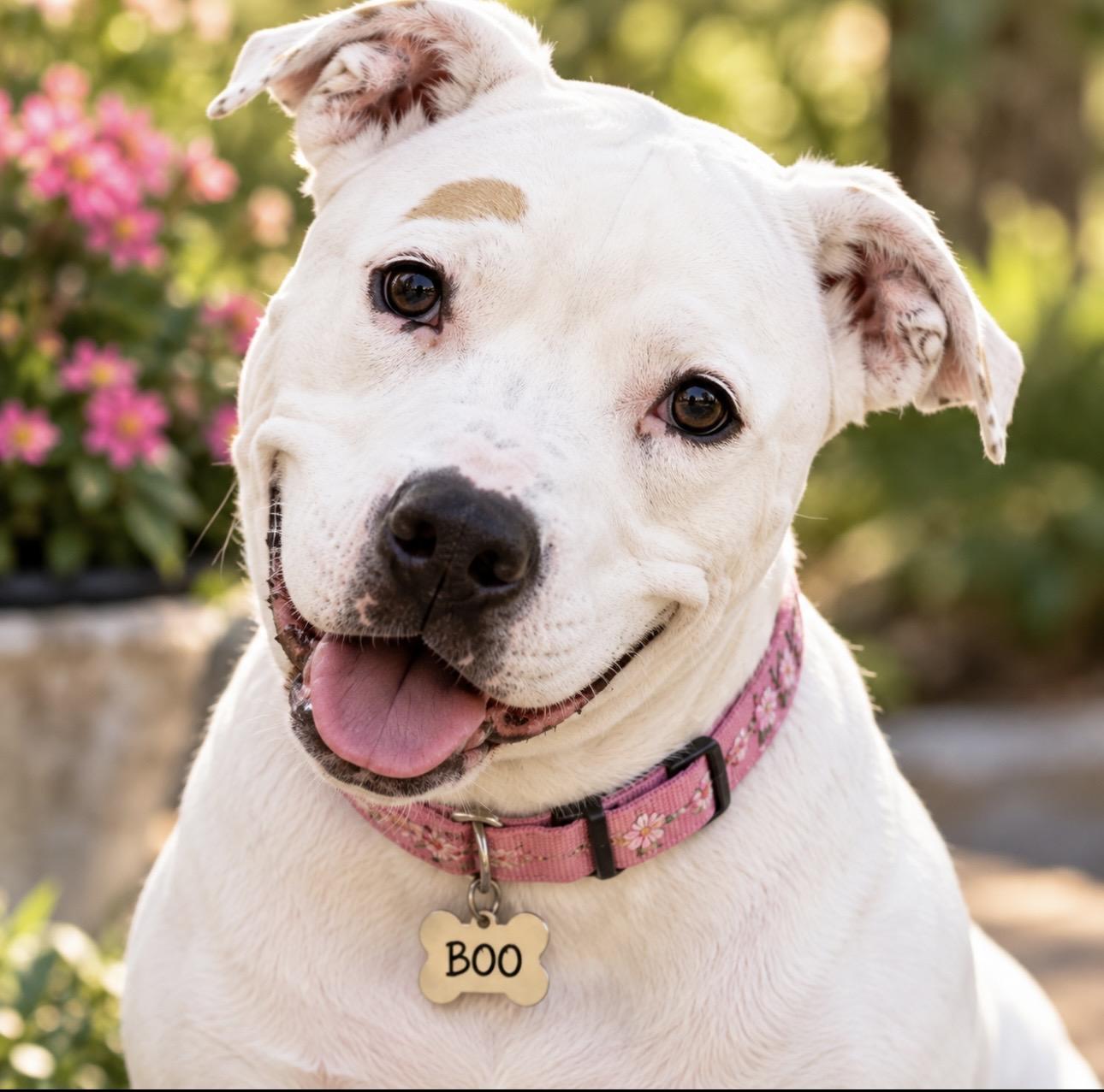 Enlarge Boo, a Adoptable Pit Bull Terrier in CUMMING, GA image 1/5