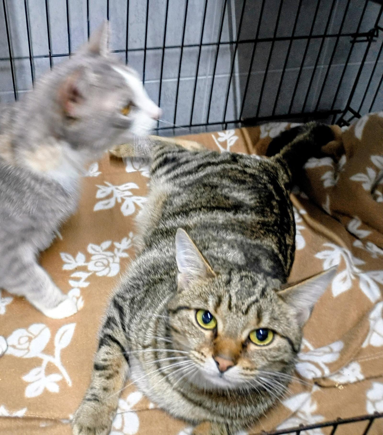 Enlarge Sally, a Adoptable mixed breed in Morehead, KY image 1/1