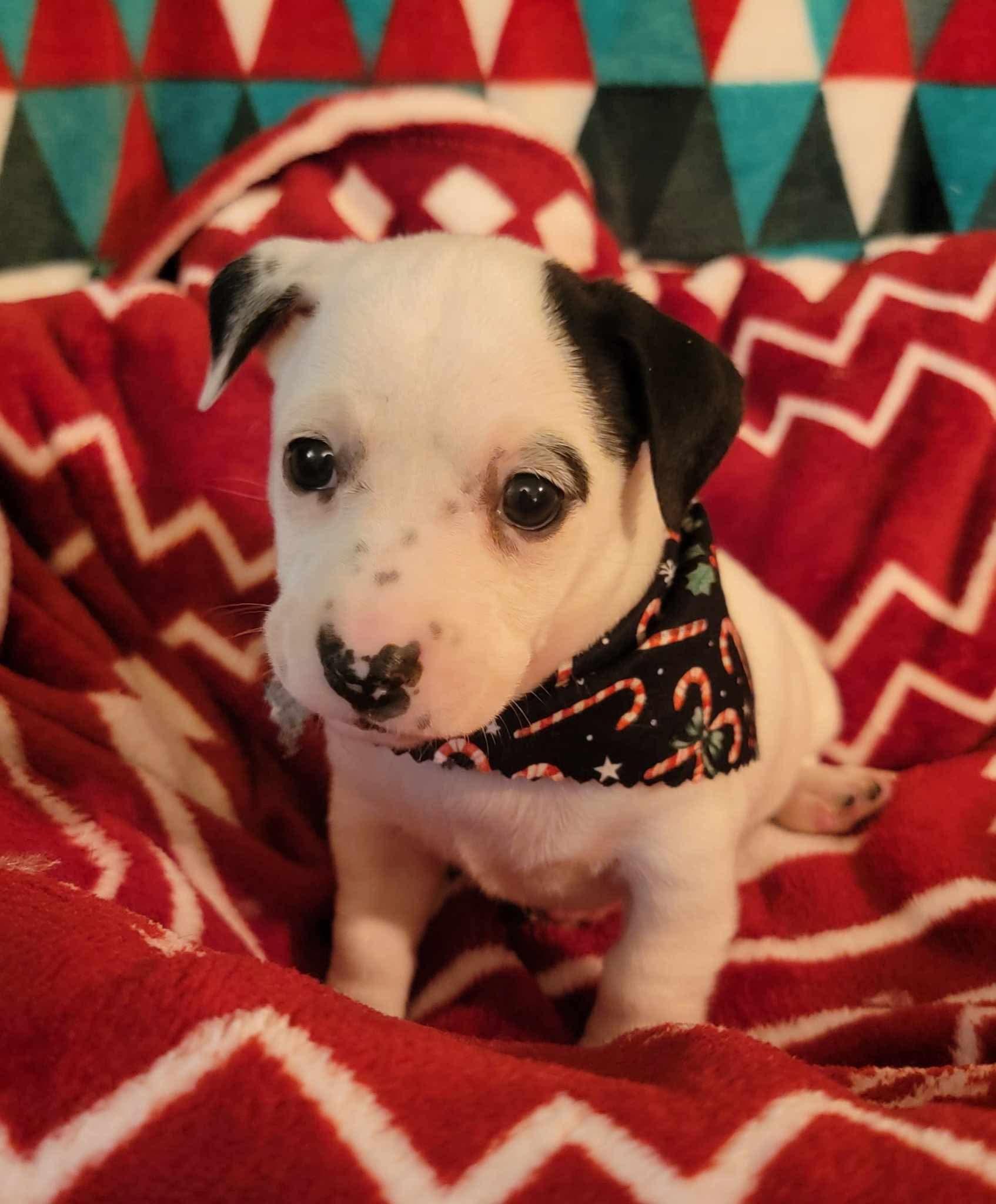 Snuggles, Adopted, Puppy Male Chihuahua & Rat Terrier.