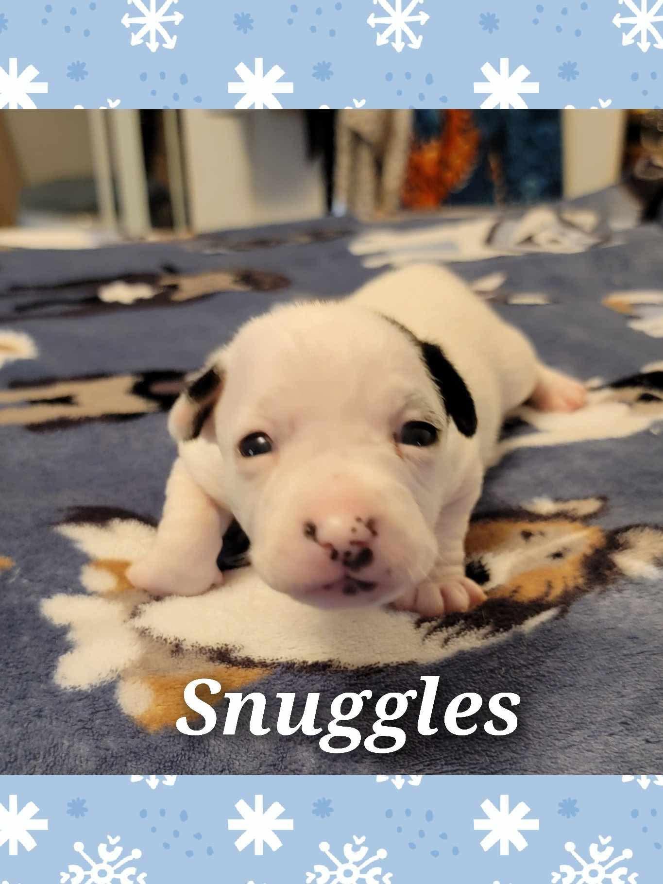 Enlarge Snuggles, a Adopted mixed breed in Anna, TX image 3/3
