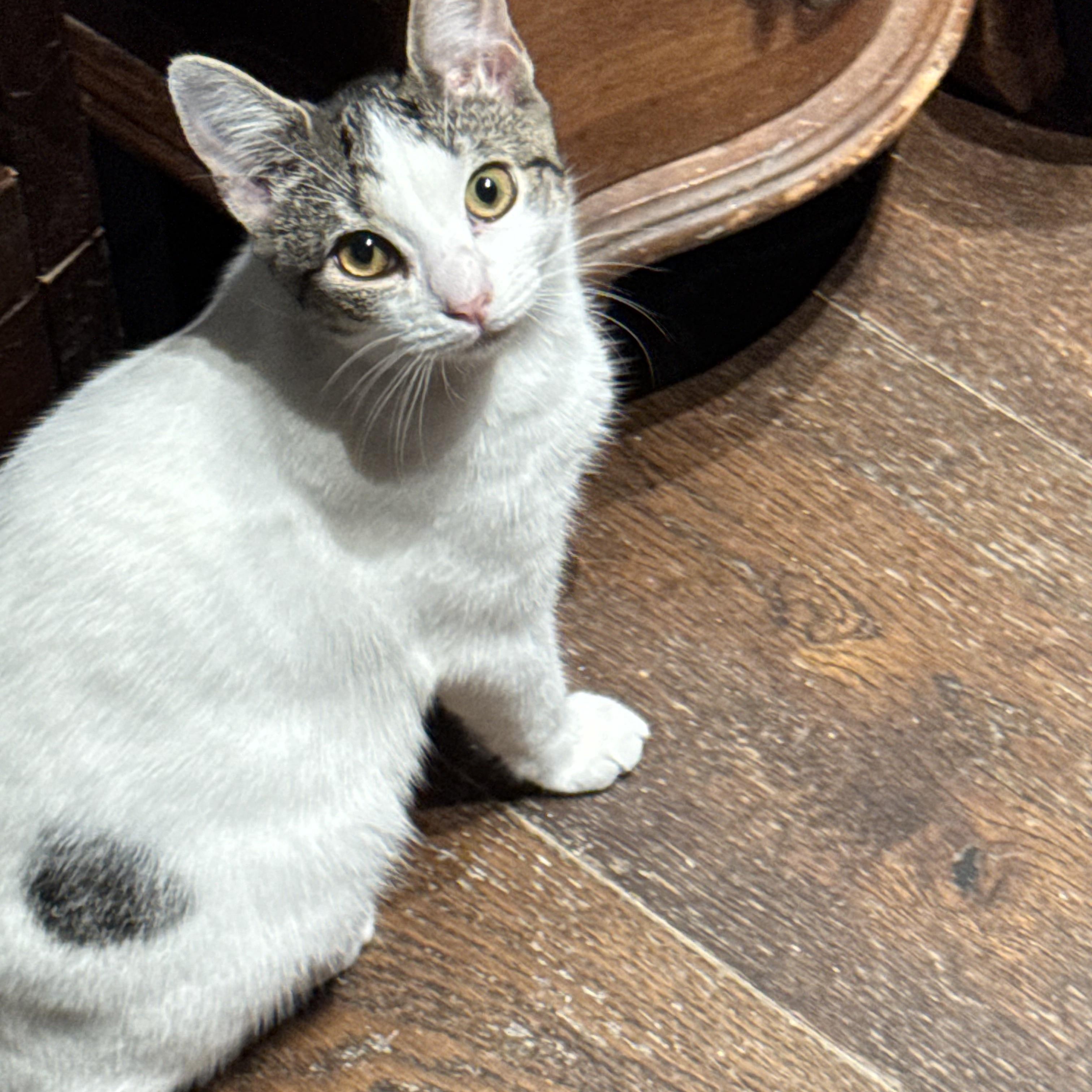 Heather 4 months, a ADOPTABLE Domestic Short Hair in Kissimmee, FL image 1/3