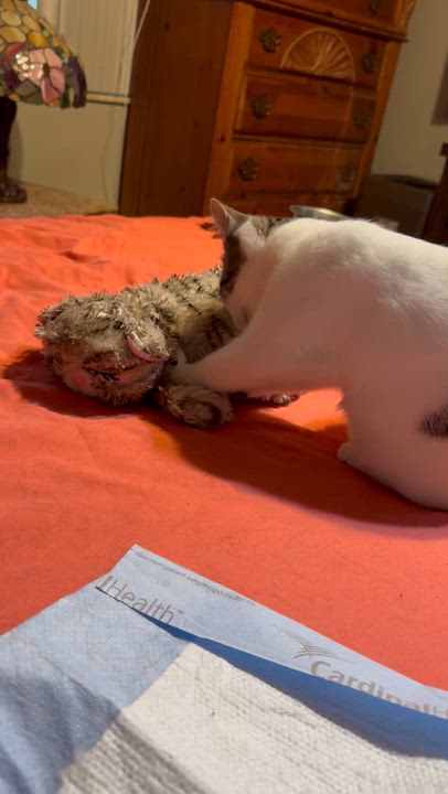 Enlarge Heather 4 months, a ADOPTABLE Domestic Short Hair in Kissimmee, FL video 2/3