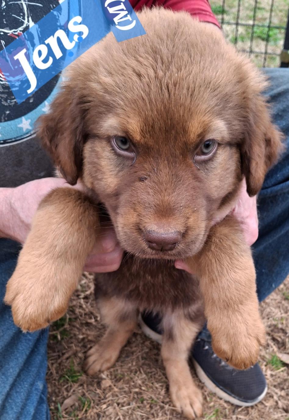 Jens, ADOPTABLE, Puppy Male German Shepherd Dog & Australian Shepherd.