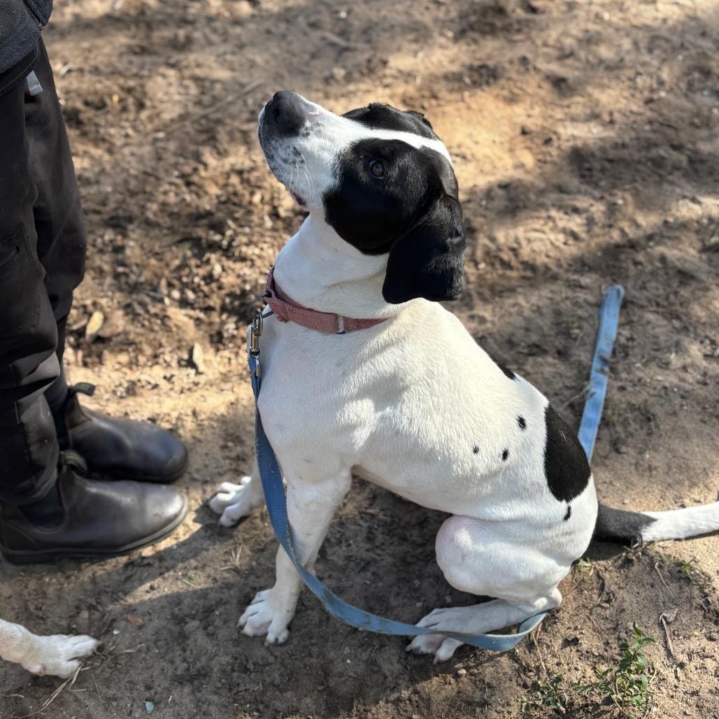 Enlarge Martini, a Adoptable Mixed Breed in Pensacola, FL image 5/6