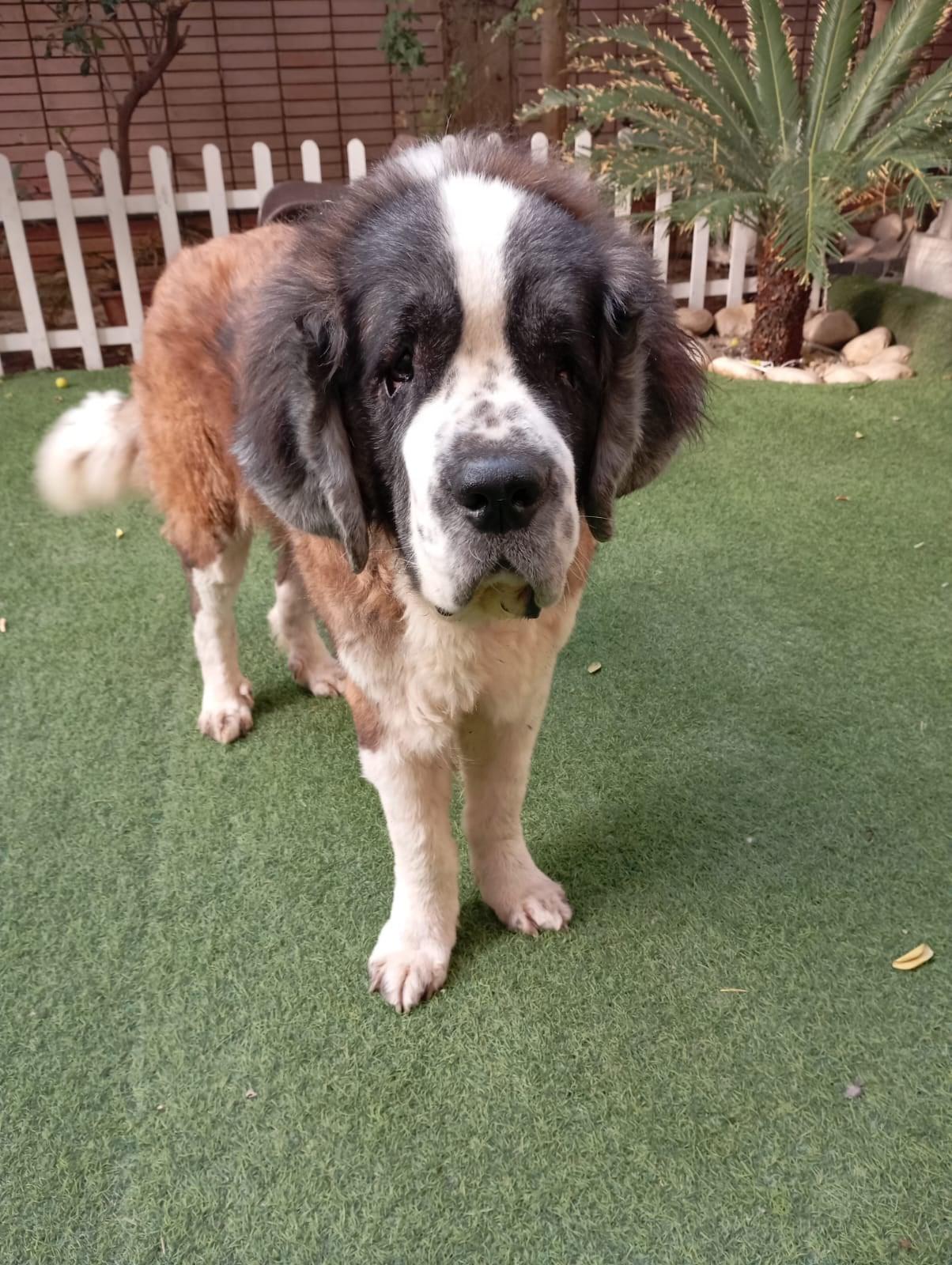GASTON, a Adoptable Saint Bernard in Toronto, ON image 1/6