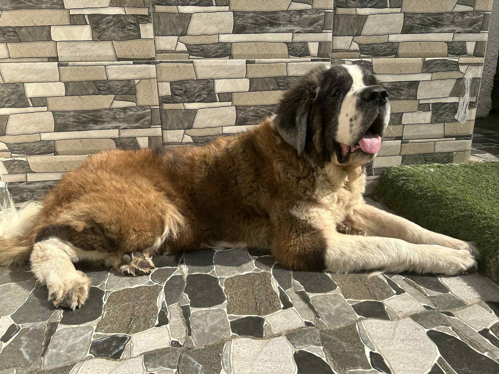 GASTON, a Adoptable Saint Bernard in Toronto, ON image 2/6