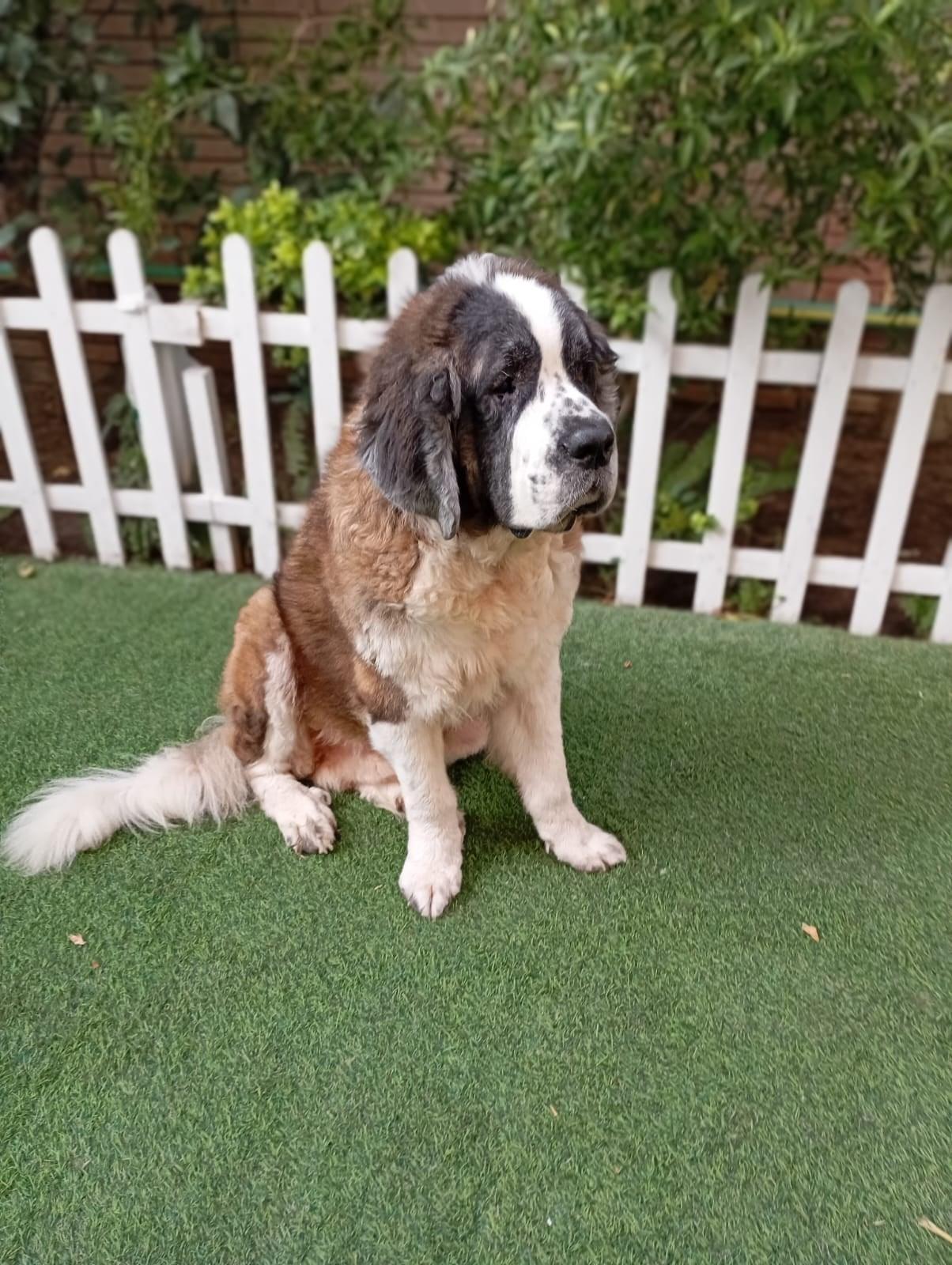 GASTON, a Adoptable Saint Bernard in Toronto, ON image 3/6
