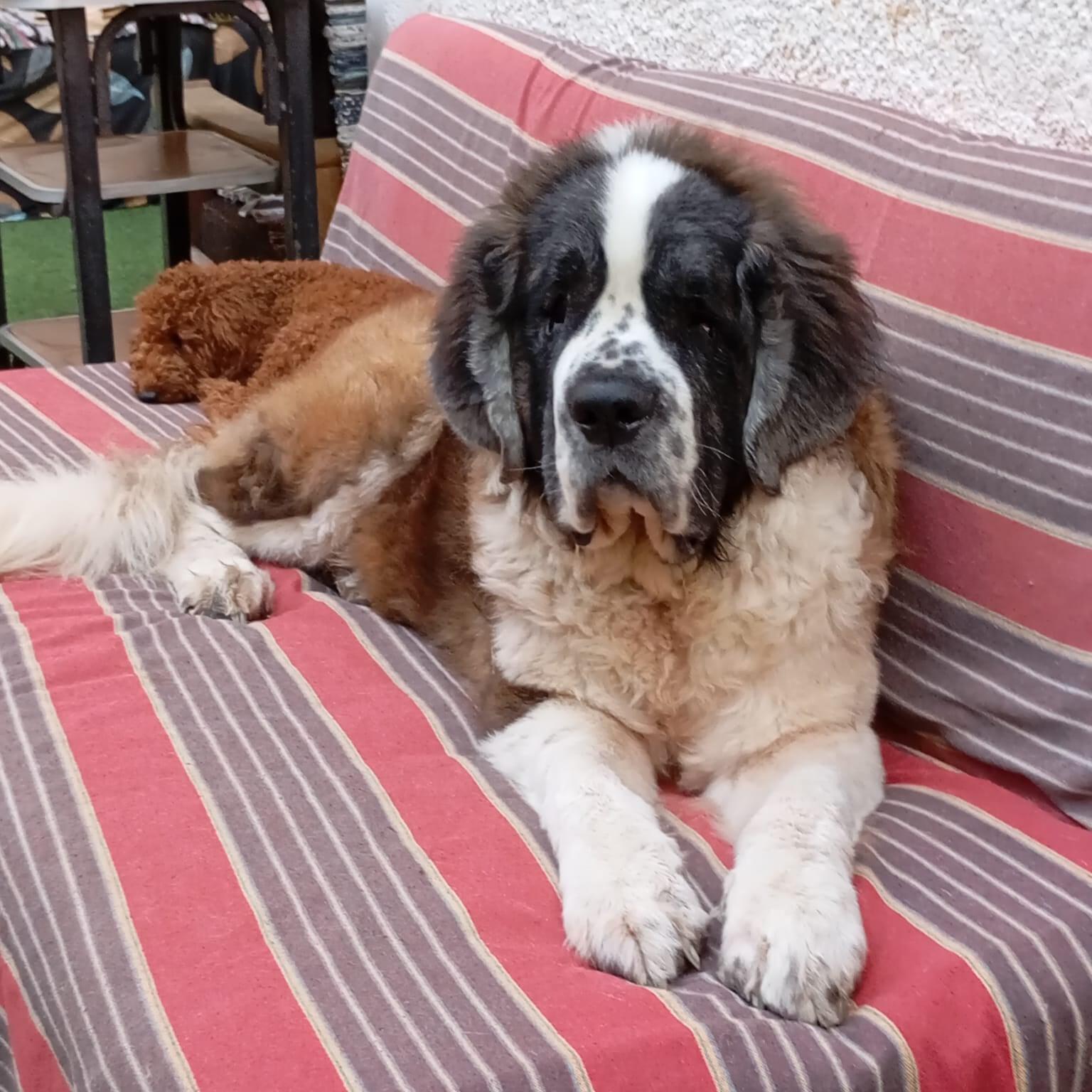 GASTON, a Adoptable Saint Bernard in Toronto, ON image 4/6