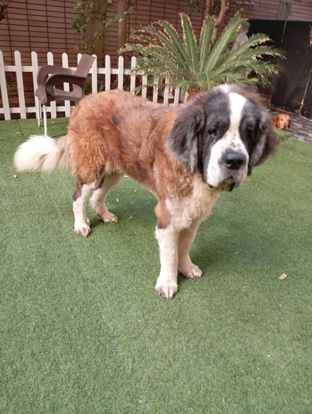 GASTON, a Adoptable Saint Bernard in Toronto, ON image 5/6