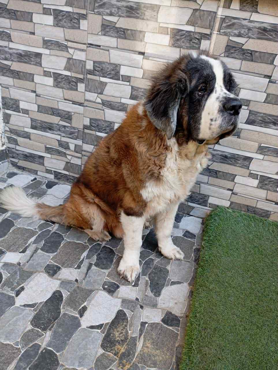 GASTON, a Adoptable Saint Bernard in Toronto, ON image 6/6