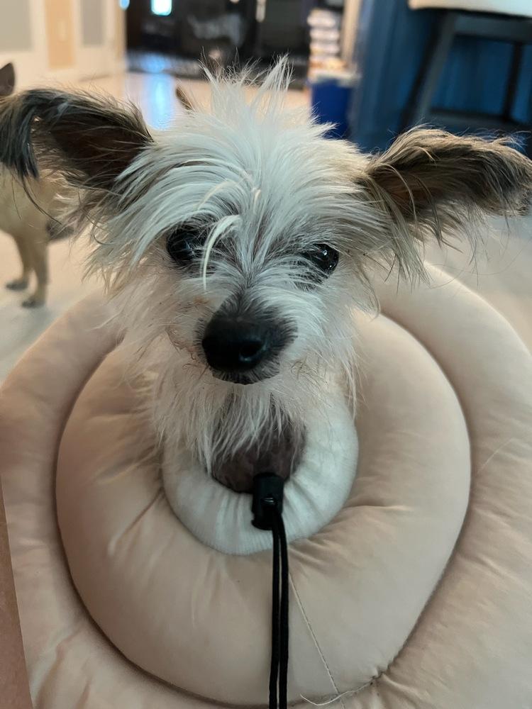 Enlarge Crestie, a Adoptable Chinese Crested Dog in Pomona, CA image 1/1