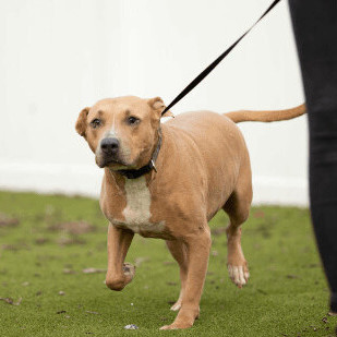 Goofy, an adoptable Mixed Breed in Orange City, FL, 32763 | Photo Image 2