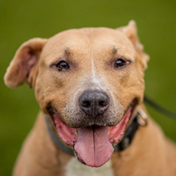 Goofy, a Adoptable Mixed Breed in Bay City, MI image 2/4
