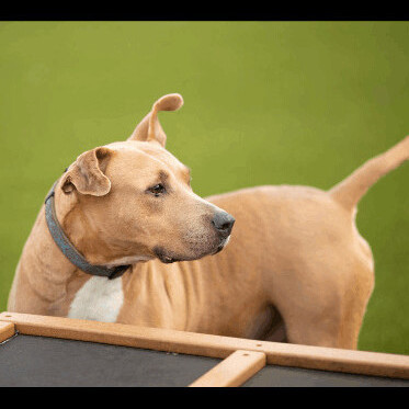 Goofy, a Adoptable Mixed Breed in Bay City, MI image 3/4