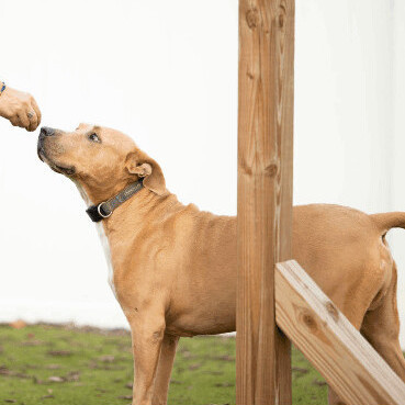 Goofy, a Adoptable Mixed Breed in Bay City, MI image 4/4