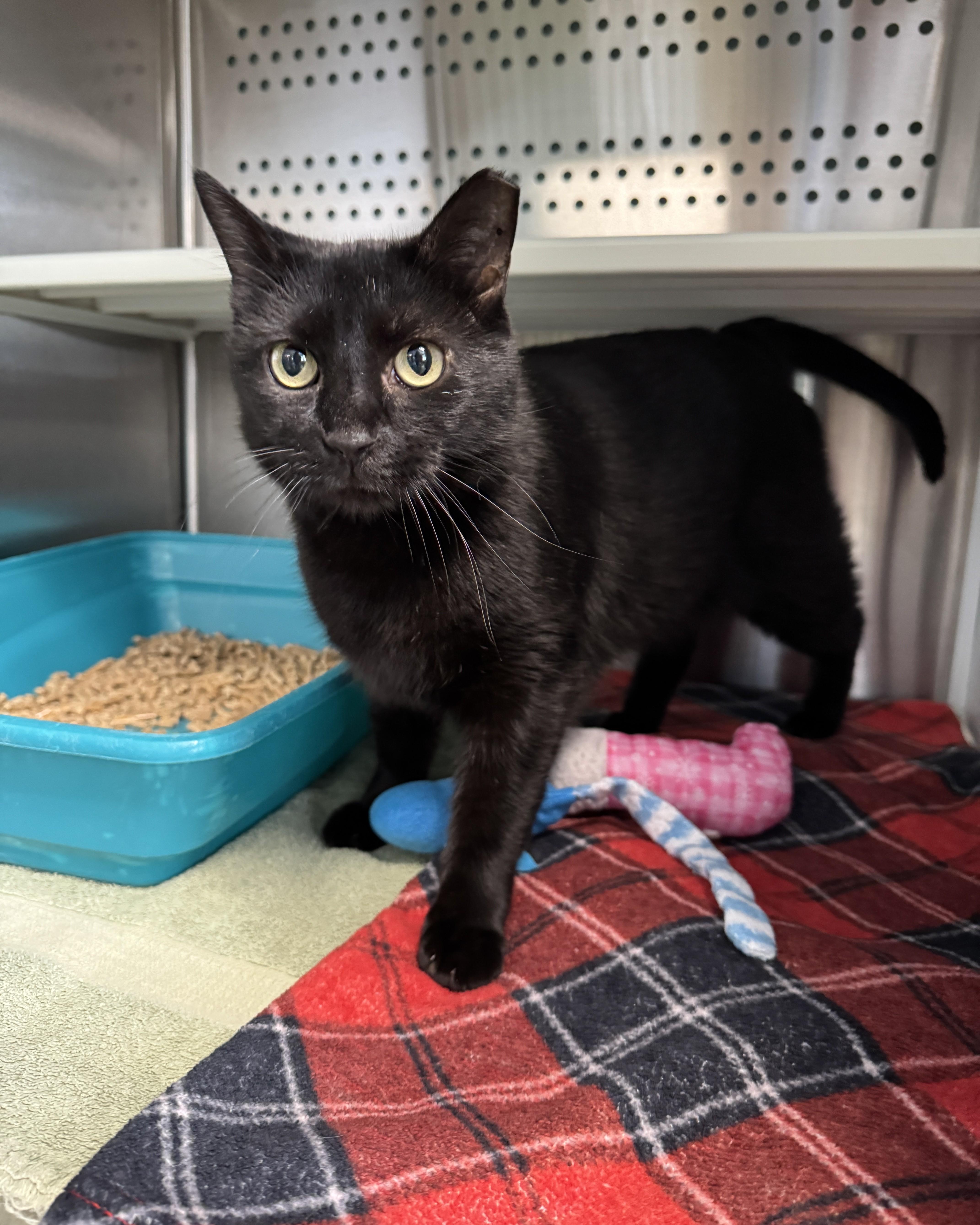 Enlarge Donovan, an adoptable Domestic Short Hair in Seneca, PA image 5/5