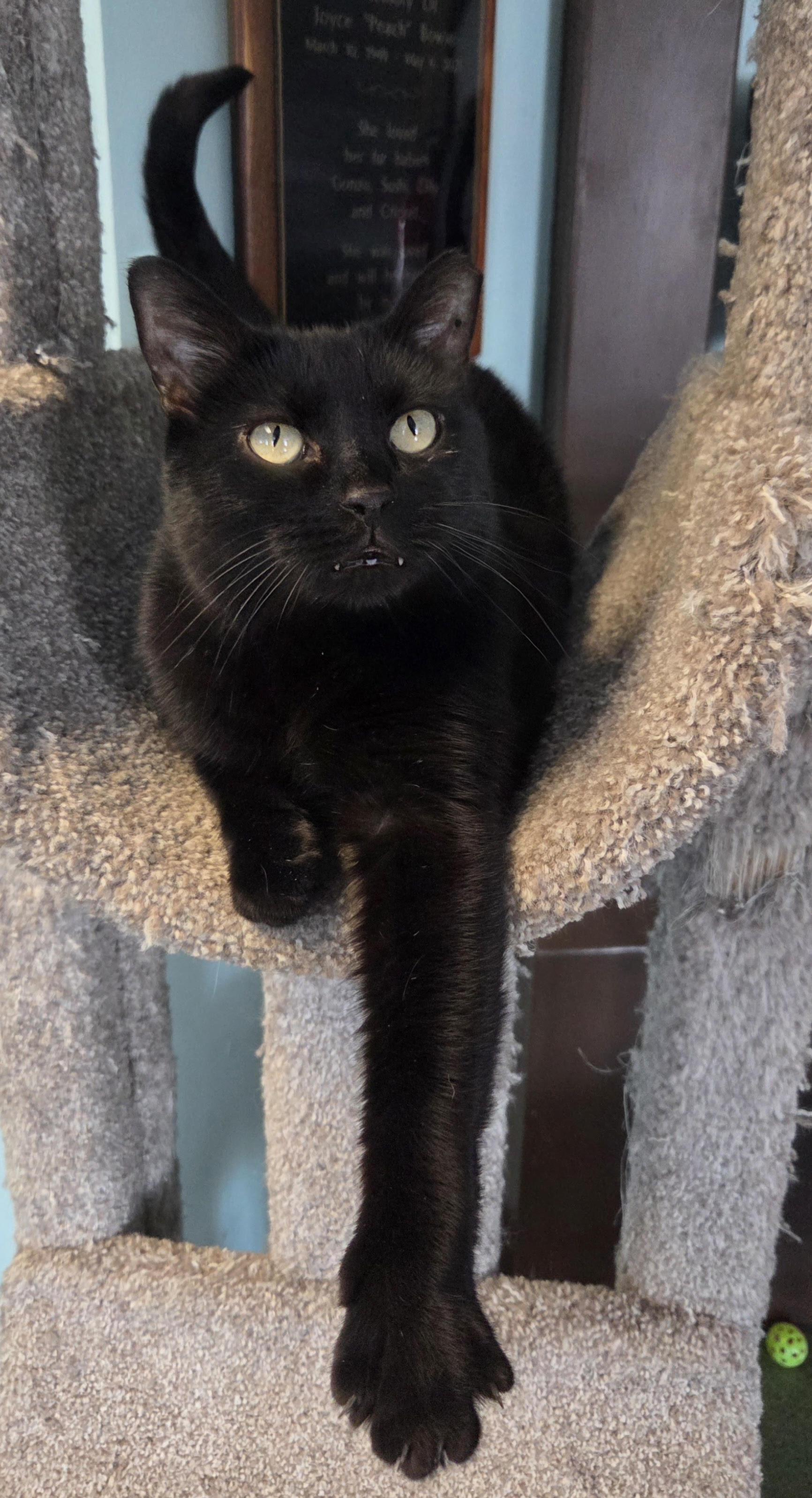 Enlarge Donovan, an adoptable Domestic Short Hair in Seneca, PA image 5/6