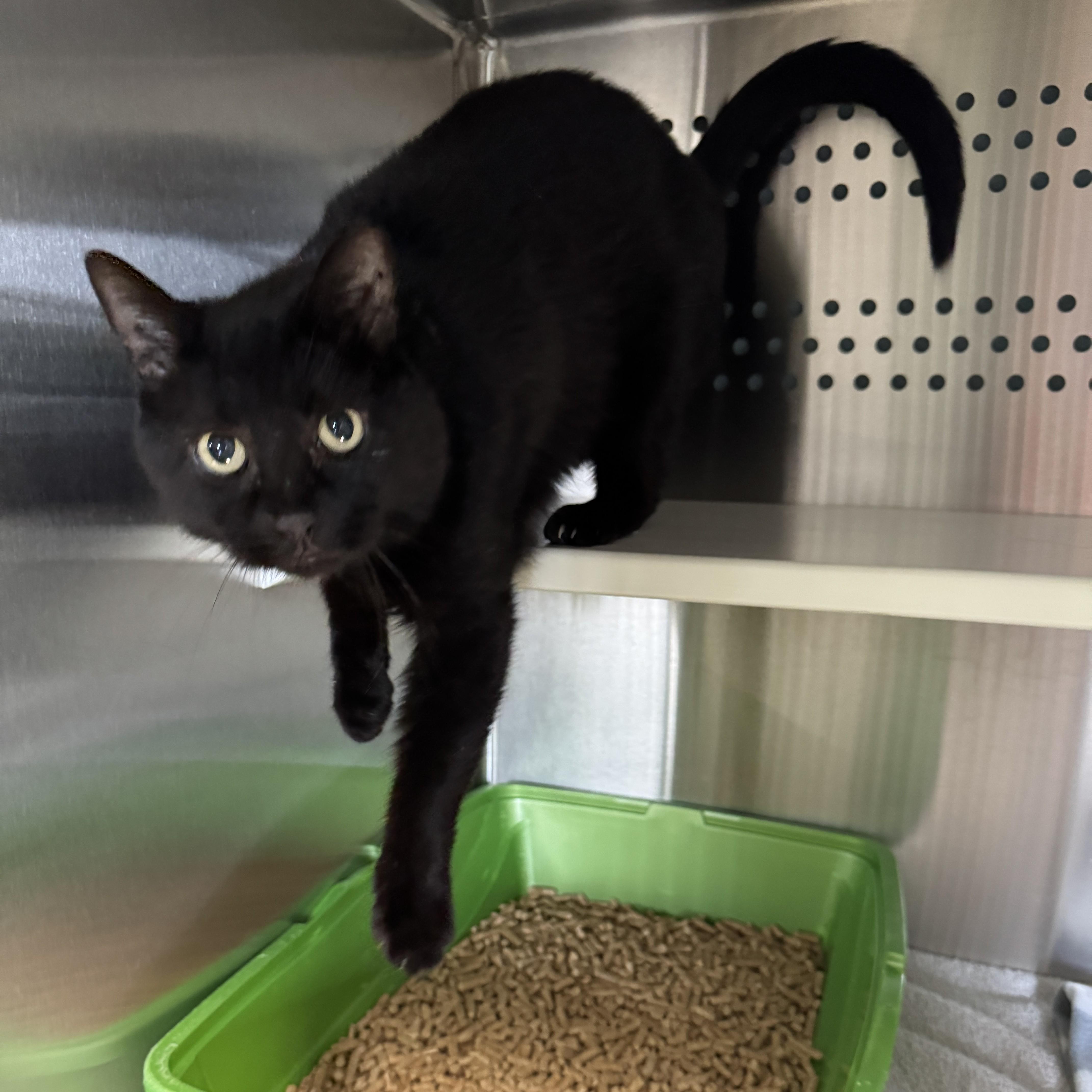 Enlarge Donovan, an adoptable Domestic Short Hair in Seneca, PA image 2/5