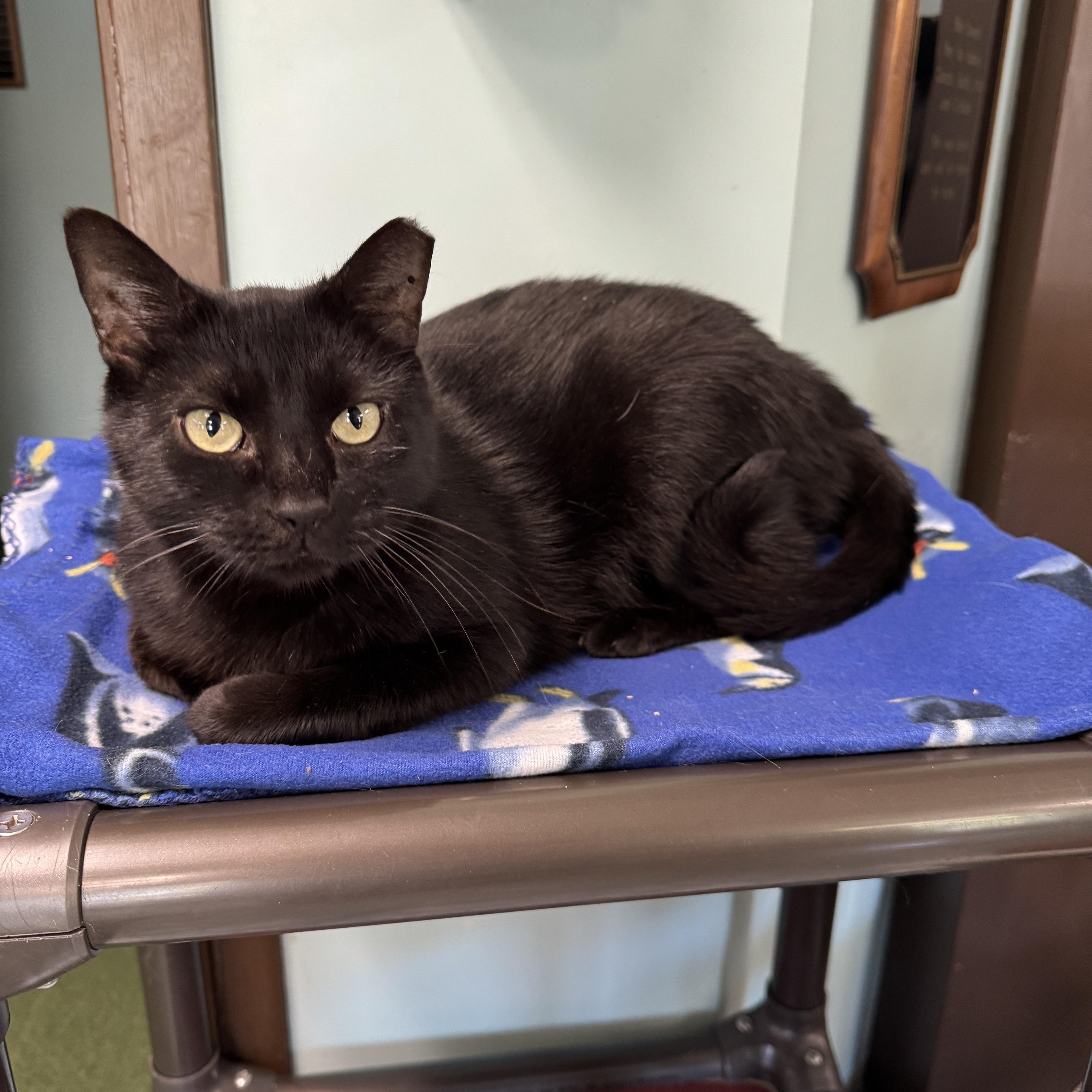 Enlarge Donovan, an adoptable Domestic Short Hair in Seneca, PA image 1/5