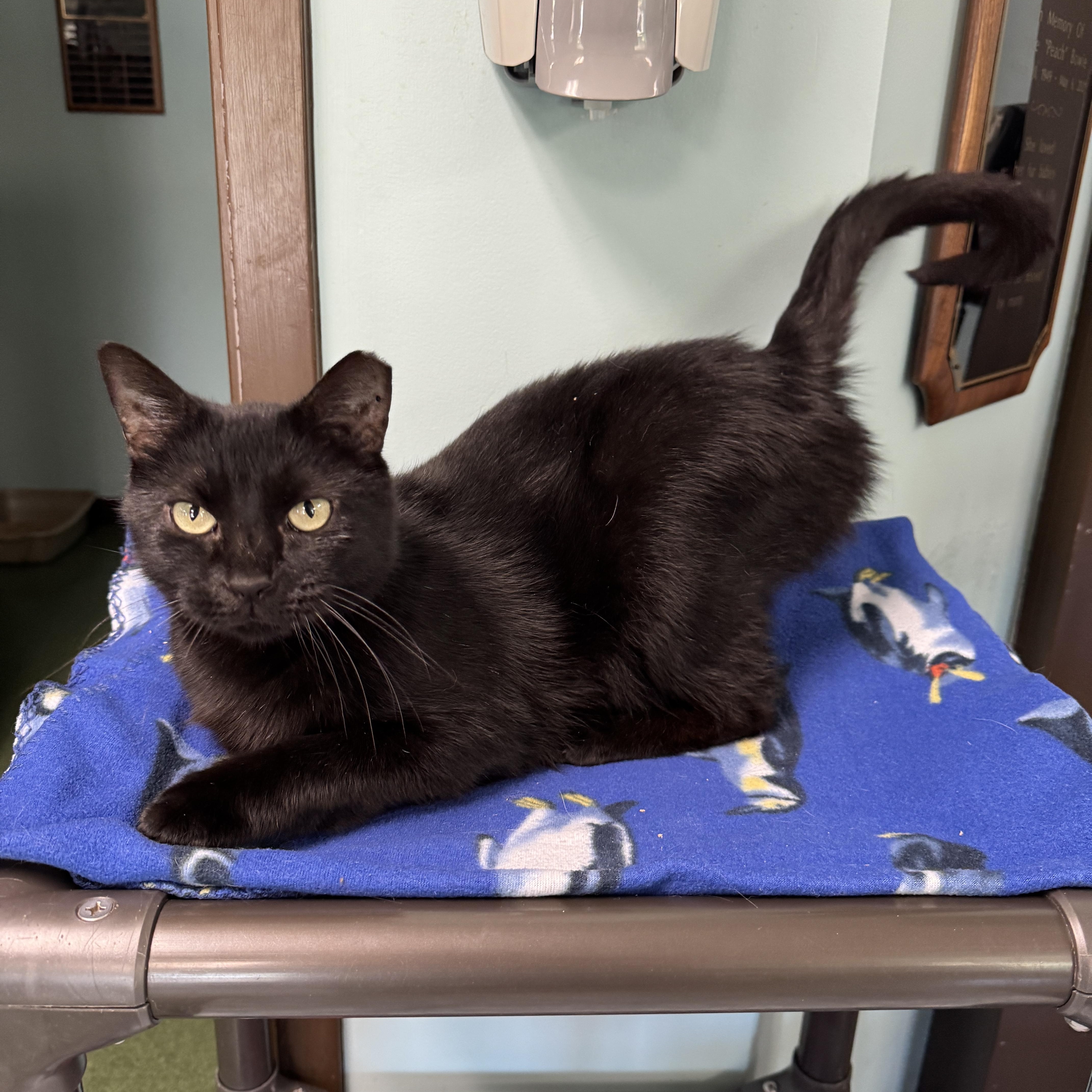 Enlarge Donovan, an adoptable Domestic Short Hair in Seneca, PA image 4/5