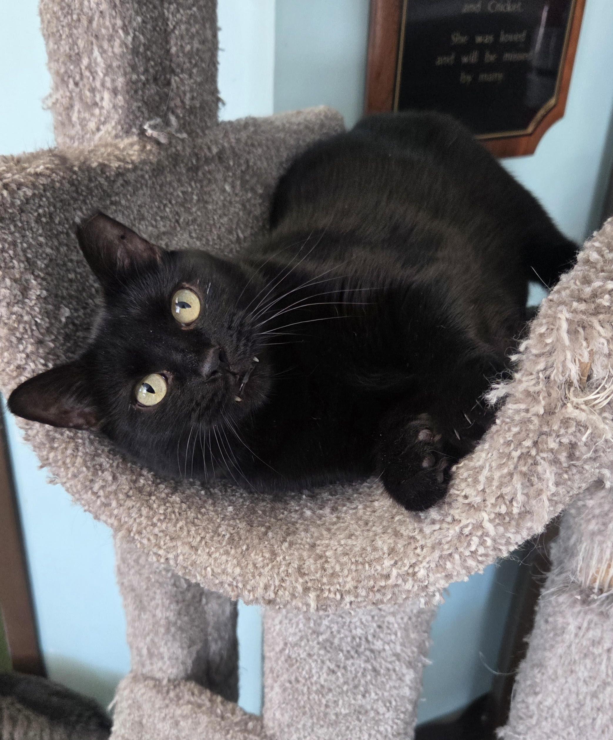 Enlarge Donovan, an adoptable Domestic Short Hair in Seneca, PA image 2/6