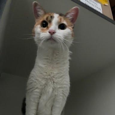 Lucky, Adoptable, Senior Female Domestic Short Hair.